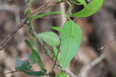 Cynanchum bowmanii