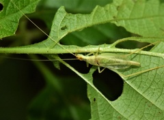 Oecanthus bilineatus
