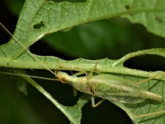 Oecanthus bilineatus