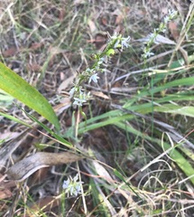 Dianella caerulea cinerascens