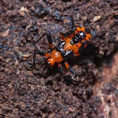 Tegea atropicta
