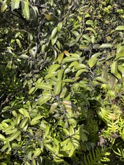 Diospyros sandwicensis