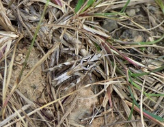 Oedaleus abruptus