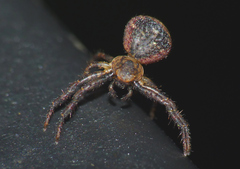 Pycnaxis