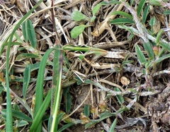 Oedaleus abruptus