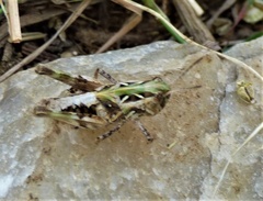 Oedaleus abruptus