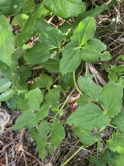 Knowltonia vesicatoria