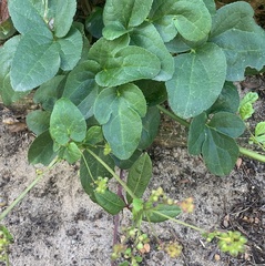 Knowltonia vesicatoria