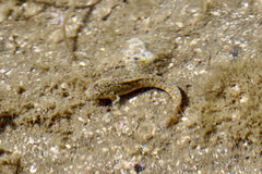 Cirripectes stigmaticus