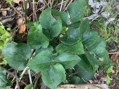 Knowltonia vesicatoria