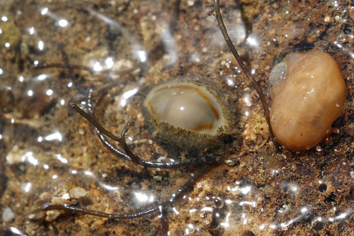 Monetaria annulus observed 2021-10-22