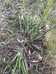 Dianella caerulea cinerascens