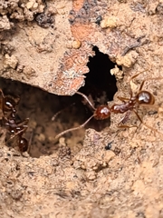 Aphaenogaster longiceps
