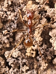 Aphaenogaster longiceps