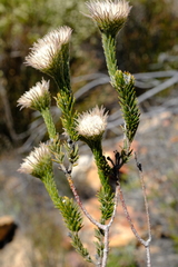 Phylica marlothii