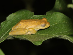 Chirixalus nongkhorensis