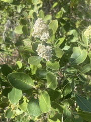 Olea capensis capensis