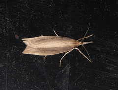 Chilo phragmitella