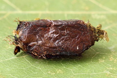 Euura squalida