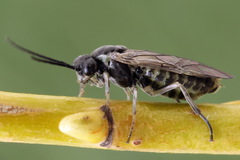 Euura squalida