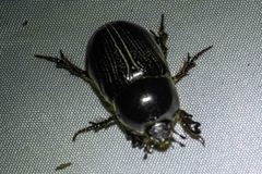 Euetheola