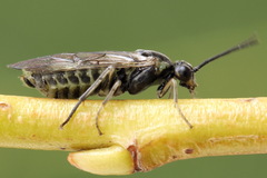 Euura squalida