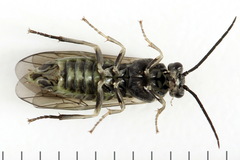 Euura squalida