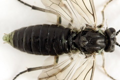 Euura squalida