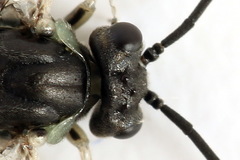 Euura squalida