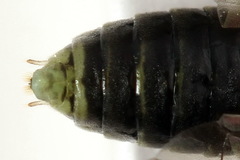 Euura squalida