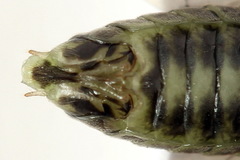 Euura squalida