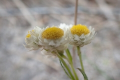 Hyalosperma cotula
