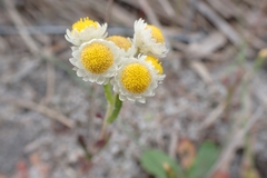 Hyalosperma cotula