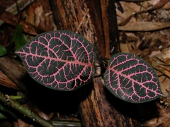Echites rubrovenosus