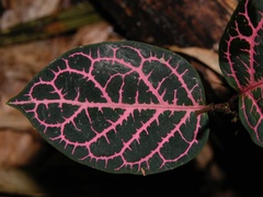 Echites rubrovenosus