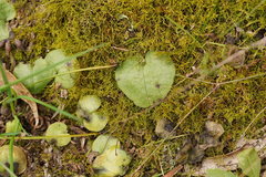 Corybas diemenicus