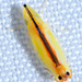 Two-spotted Leafhopper - Photo (c) Scott M Logan, some rights reserved (CC BY-NC)
