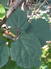 Clerodendrum bungei