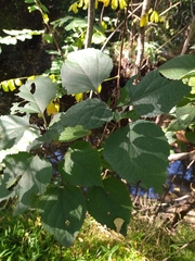 Clerodendrum bungei