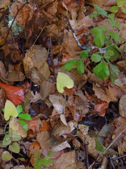 Aristolochia californica