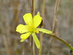 Triumfetta welwitschii