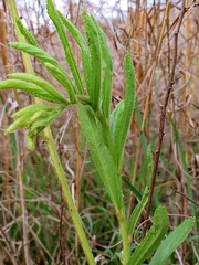 Triumfetta welwitschii