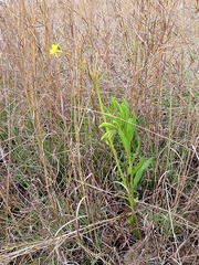 Triumfetta welwitschii