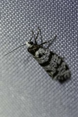 Lepidoscia heliochares