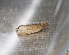 Clepsis senecionana