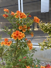 Streptosolen
