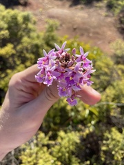 Epidendrum calanthum