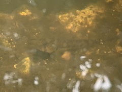 Stenogobius hawaiiensis