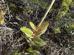 Epidendrum calanthum