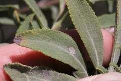 Salvia apiana × mellifera